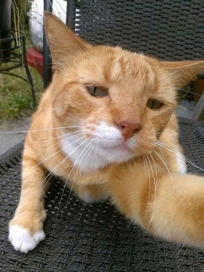 Selfie Çekmenin Ustası Kediler