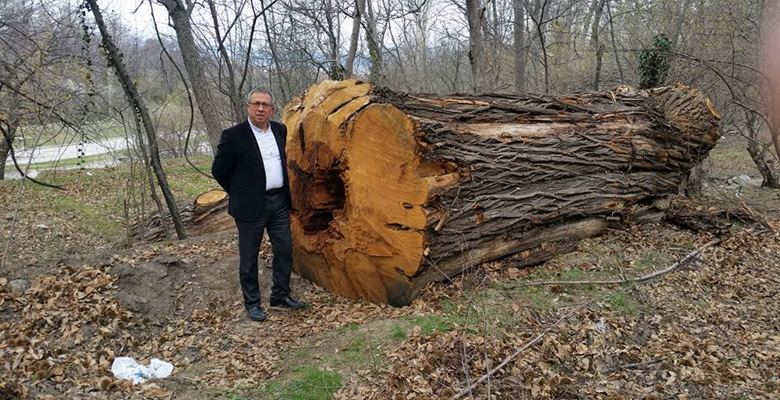 Isparta’da dev kestane ağaçları katledildi