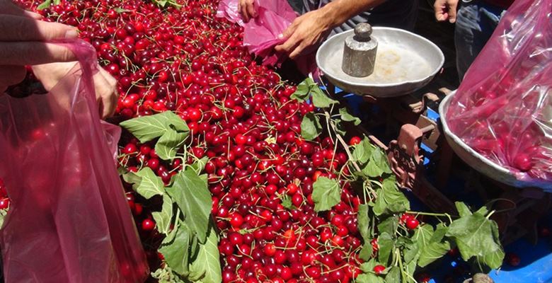 Isparta’da kirazın başkenti Uluborlu’da hasadın aşırı yağışlar nedeniyle 1 hafta