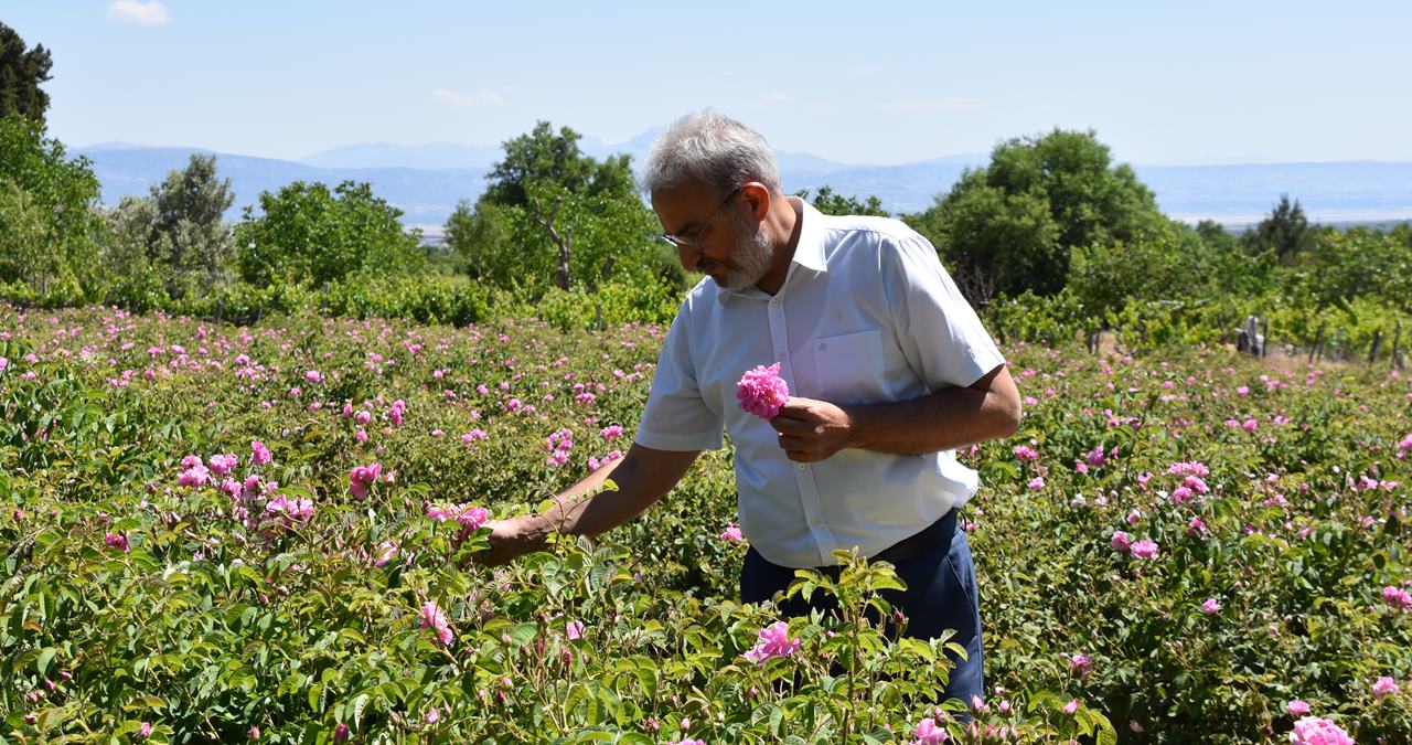 ITSO Başkanı Tutar, gül bahçelerinde üretici ile buluşup, gül topladı,