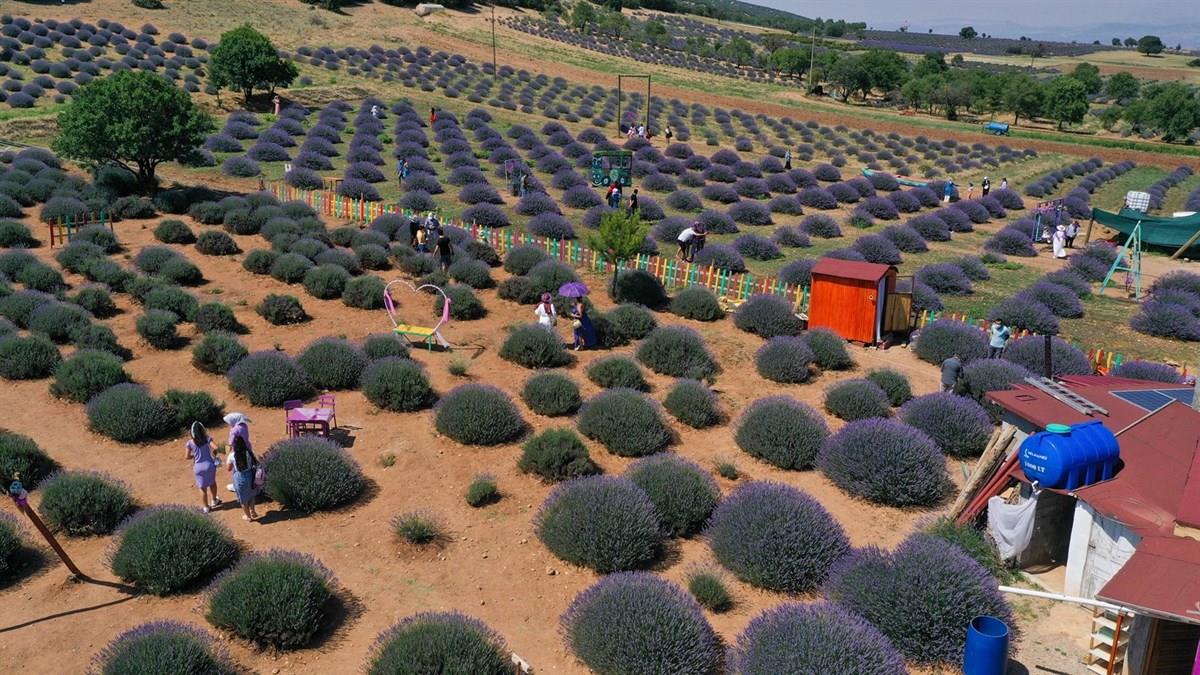 Tıbbi Aromatik Bitkilerin Başkenti Isparta’da lavantalar hasat edilmeye başladı. Her