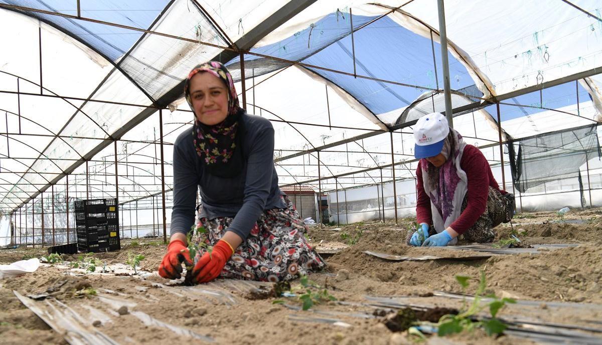 Domates üretimiyle ön plana çıkan Isparta’nın Deregümü köyünde domates fideleri