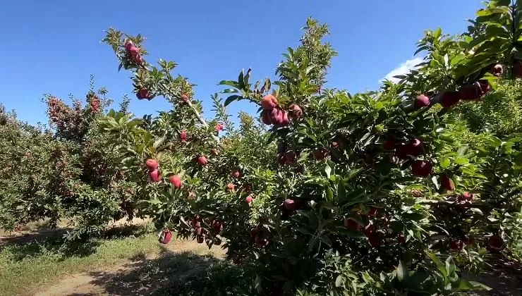 Türkiye’deki elma üretiminin yüzde 25’ini tek başına karşılayan Isparta’da elma